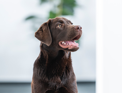 Foto Hund Marla